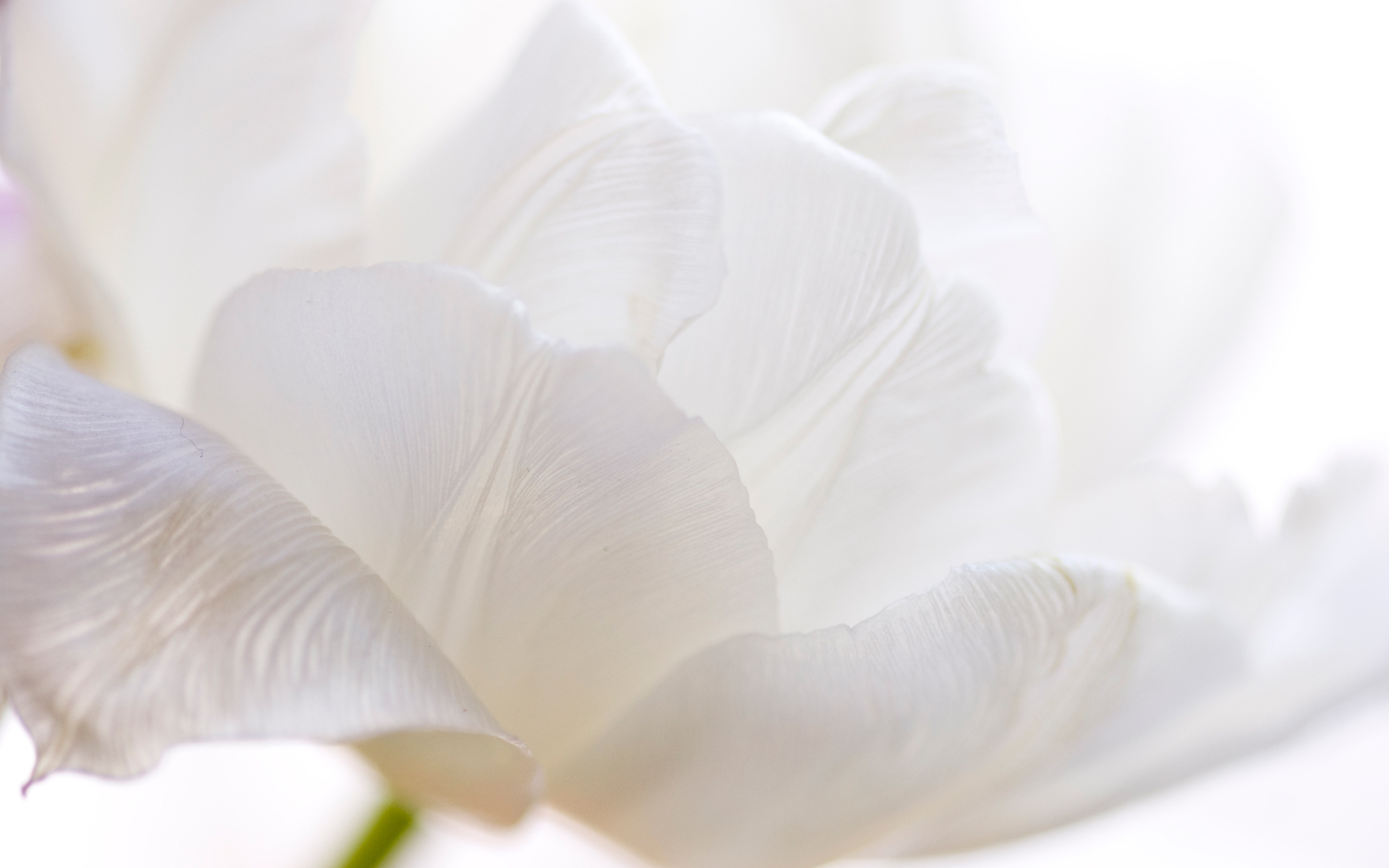 918304-white-flowers